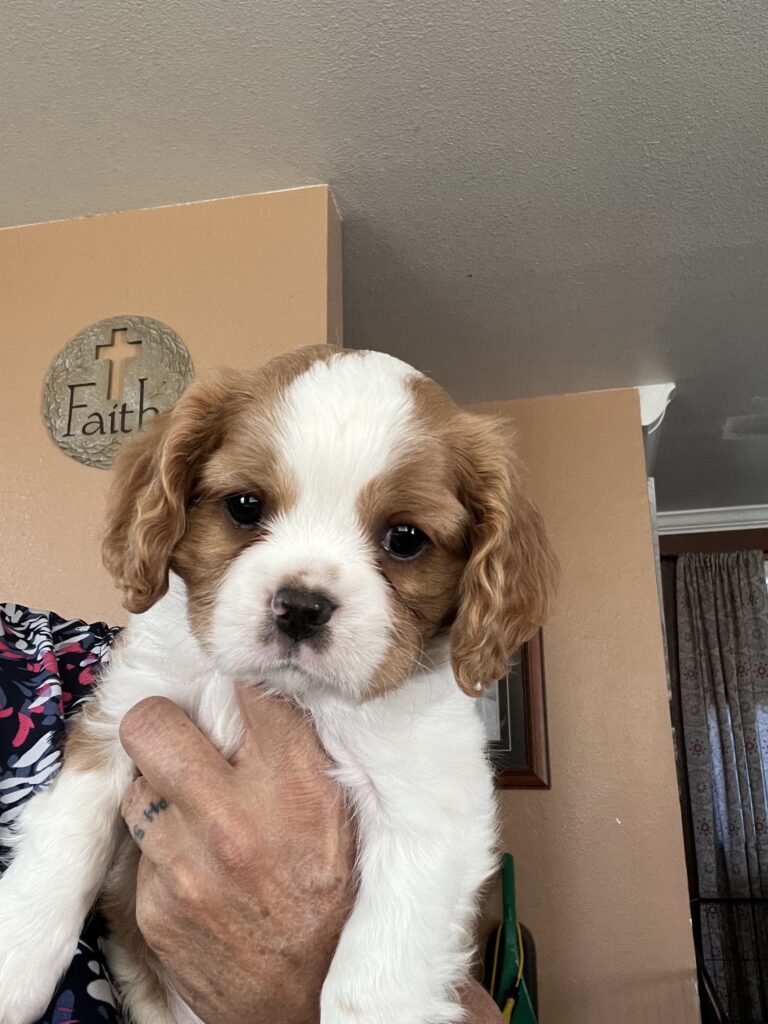 Cavalier King Charles Puppy